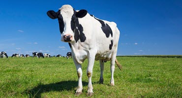 Dairy Farmers Challenge New FDA Healthy Food Rule