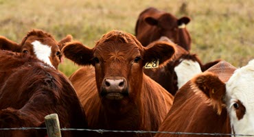 Global Cattle Prices Rise Amid Trade Tensions