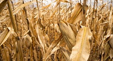 Minnesota Corn Delivers Stronger Feed Pellets
