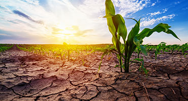 Native prairies help fight drought floods